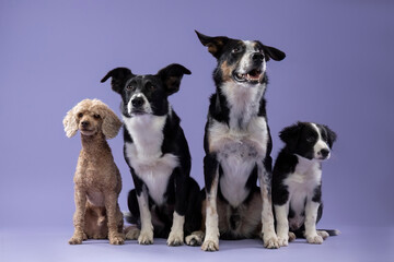 Four loyal dog friends sitting together in the studio, captured against a vibrant purple backdrop, showcasing their bond and playful spirit