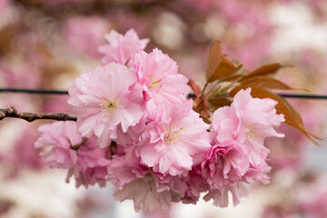 A vibrant close-up of pink cherry blossoms in full bloom, highlighting their delicate layered petals and fresh springtime energy against a soft, dreamy background of blurred branches and light.