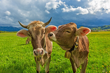 K&uuml;he - k&uuml;ssen - Bussi - Allg&auml;u - niedlich - Braunvieh