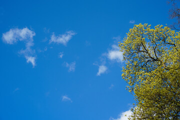 Minimalist nature scene with green leafy tree branches against a vast blue sky and white clouds. Ideal background for web design or presentations. Horizontal format.