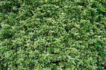 Textured background of variegated green and cream leaves from Euonymus fortunei Emerald Gaiety or similar shrub. Ideal for gardening or nature themes