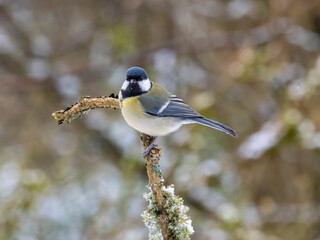 Kohlmeise (Parus major)