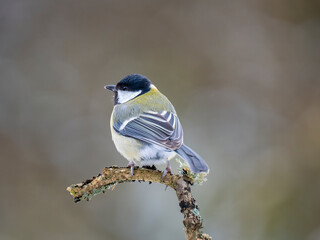 Kohlmeise (Parus major)