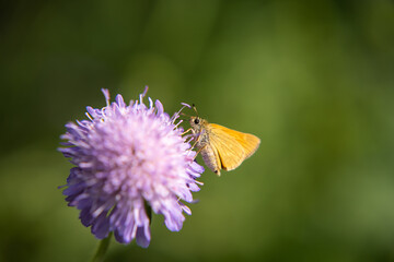 Papillon orange fleur rose