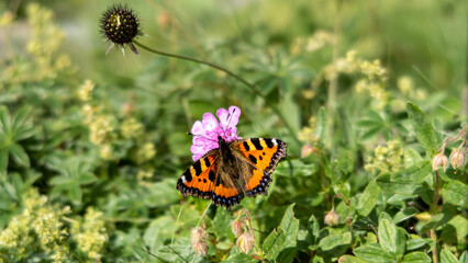 Proxi Papillon