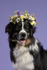Adorable dog with a fresh flower crown, adding a touch of elegance against a vibrant purple backdrop. A perfect blend of nature and charm