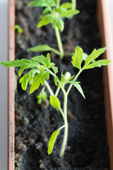 Seedling growing boxes with seedlings on the windowsill