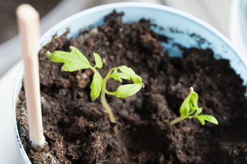 Seedling growing boxes with seedlings on the windowsill