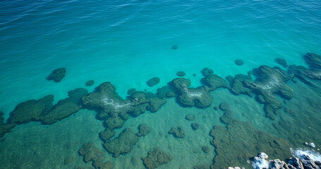 Fototapeta premium coral reef in the sea