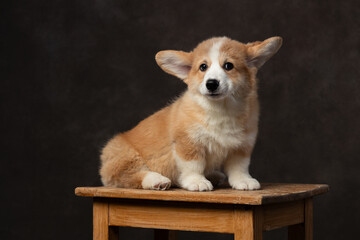 Adorable little Corgi puppy playfully staring at the camera, standing confidently on a chair, capturing a moment of pure joy and curiosity.