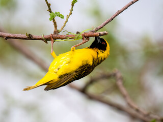 Maskenweber (Ploceus velatus)