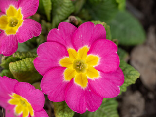 Obraz premium Bright pink primrose flower with yellow center blooming in a vibrant garden setting.