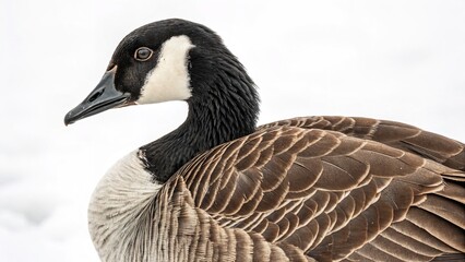 Obraz premium A detailed close-up captures a beautiful canada goose in profile against a plain backdrop.