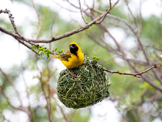 Maskenweber (Ploceus velatus)
