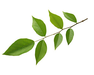 Fototapeta premium green leaves twig isolated on a transparent background