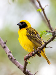 Maskenweber (Ploceus velatus)