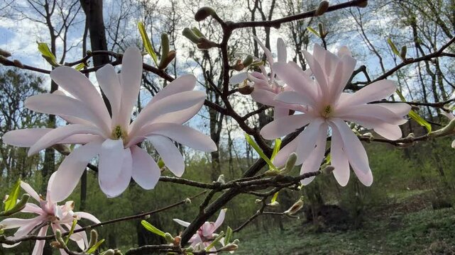 Magnolia stellata tree in bloom.