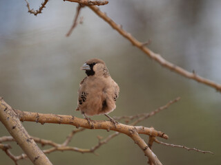 Siedelweber (Philetairus socius)