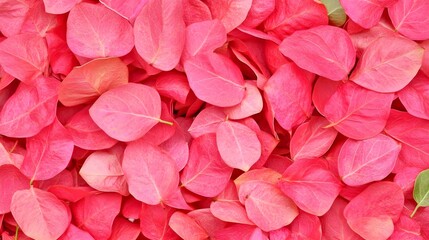 Obraz premium Vibrant pink bougainvillea petals closeup in a natural setting