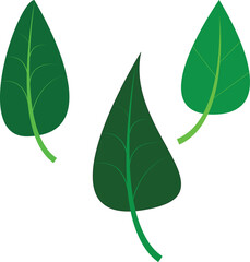 Green leaf isolated on white background