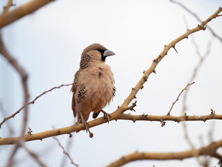 Siedelweber (Philetairus socius)