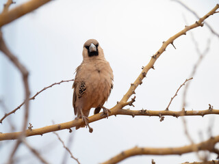Siedelweber (Philetairus socius)