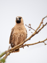 Siedelweber (Philetairus socius)