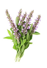 Fresh sage herb with purple flowers isolated on white or transparent background Cutout PNG