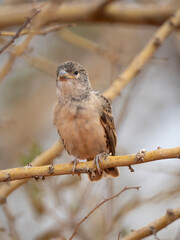 Siedelweber (Philetairus socius)