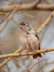 Siedelweber (Philetairus socius)