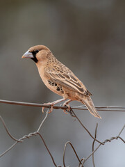 Siedelweber (Philetairus socius)