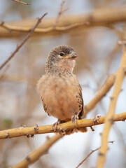 Siedelweber (Philetairus socius)