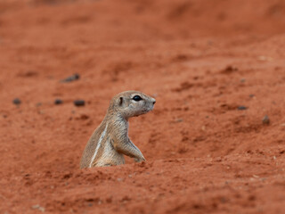 Kap-Borstenhörnchen (Xerus inauris)