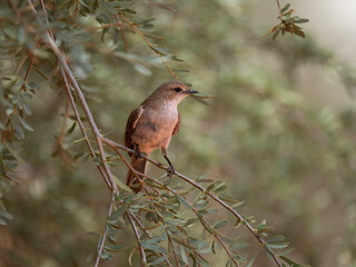 Maricoschnäpper (Bradornis mariquensis)