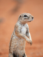 Kap-Borstenhörnchen (Xerus inauris)