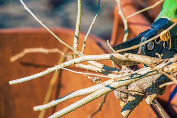 Close-up of farmer's hand in a green work glove using a pruner. Gardener trims dead tree branches...