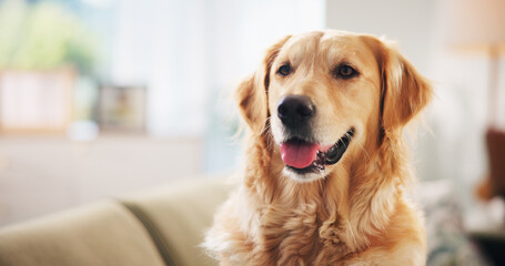 Golden retriever, face and relax on couch in home, break and tongue out for rest in living room....