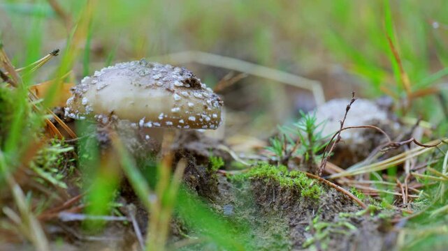 Close-up of deadly Amanita phalloides mushroom cap emerging from moss in a forest. Toxic and dangerous fungus, perfect for ecological, survival, and cautionary nature themes.