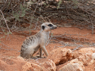 Erdmännchen (Suricata suricatta)