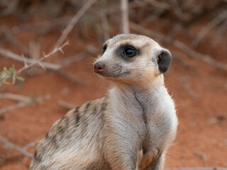 Erdmännchen (Suricata suricatta)