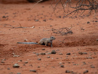 Kap-Borstenhörnchen (Xerus inauris)