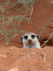 Erdmännchen (Suricata suricatta)