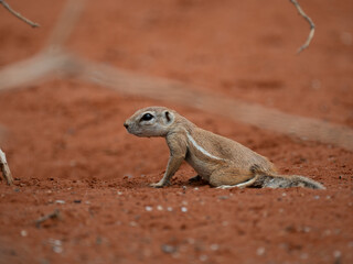 Kap-Borstenhörnchen (Xerus inauris)