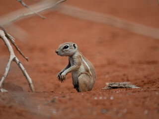 Kap-Borstenhörnchen (Xerus inauris)