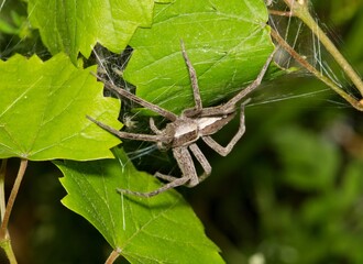Female American nursery web spider Pisaurina mira guarding spiderling hatchlings nature.