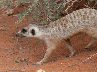 Erdmännchen (Suricata suricatta)