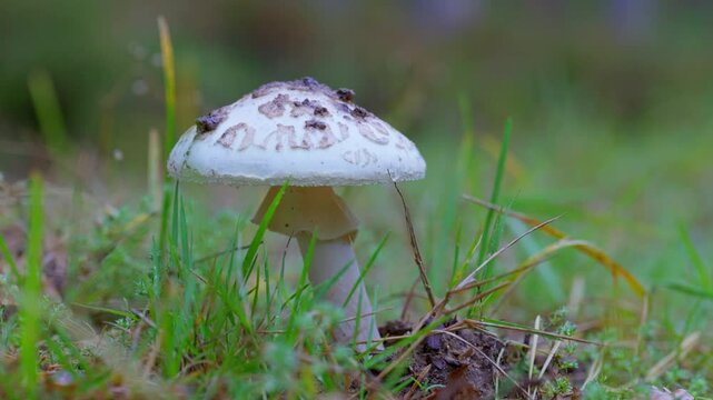 Deadly death cap mushroom (Amanita phalloides) close-up in the forest. Toxic fungus with a skirt and spores. Perfect for themes of danger, survival, and poisonous nature.