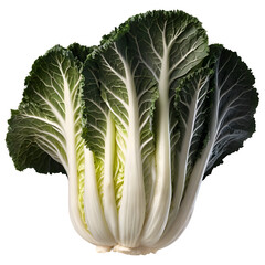 cabbage isolated on white