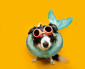 Funny summer dog portrait. Border collie puppy wearing siren inflatable and googles. Isolated on yellow background