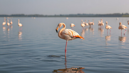 A Rare and Stunning Sight: Flamingos Grace the Danube River with Their Elegant Presence, Captivating Birdwatchers and Nature Enthusiasts Along One of Europe's Most Iconic Waterways